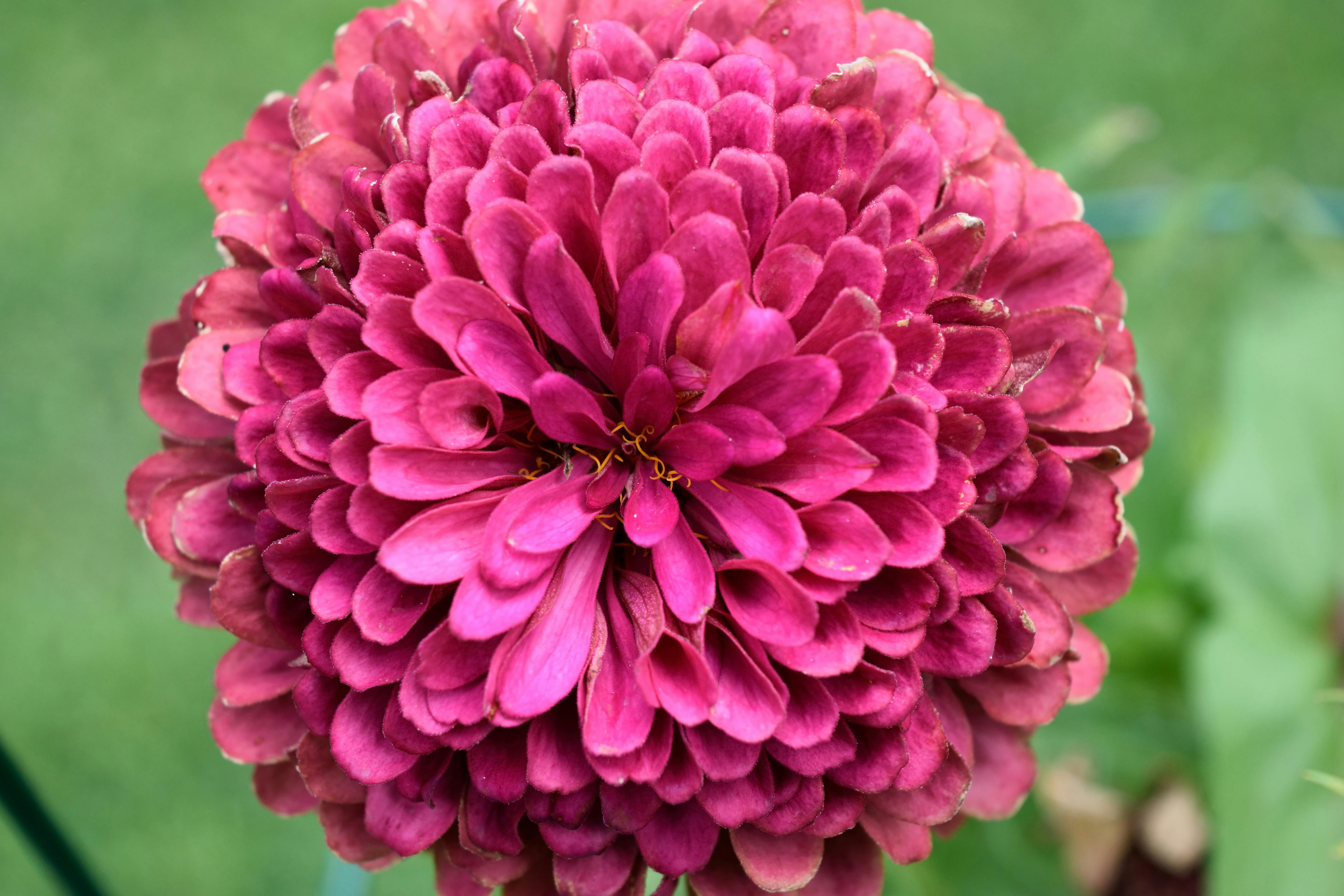 Free stock photo of chrysanthemum, flower
