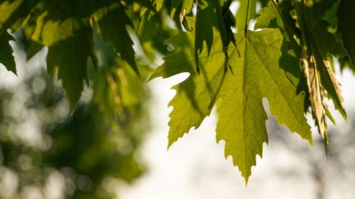 Free Close-up of a green maple leaf illuminated by sunlight, creating a natural bokeh effect. Stock Photo