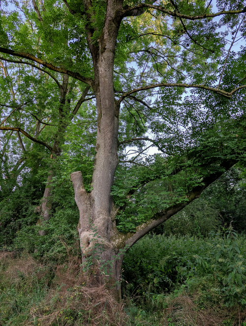 Free An ash tree in a dense forest, showcasing vibrant green foliage in a natural outdoor setting. Stock Photo