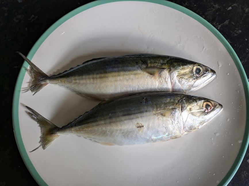 raw mackerel fillet kitchen
