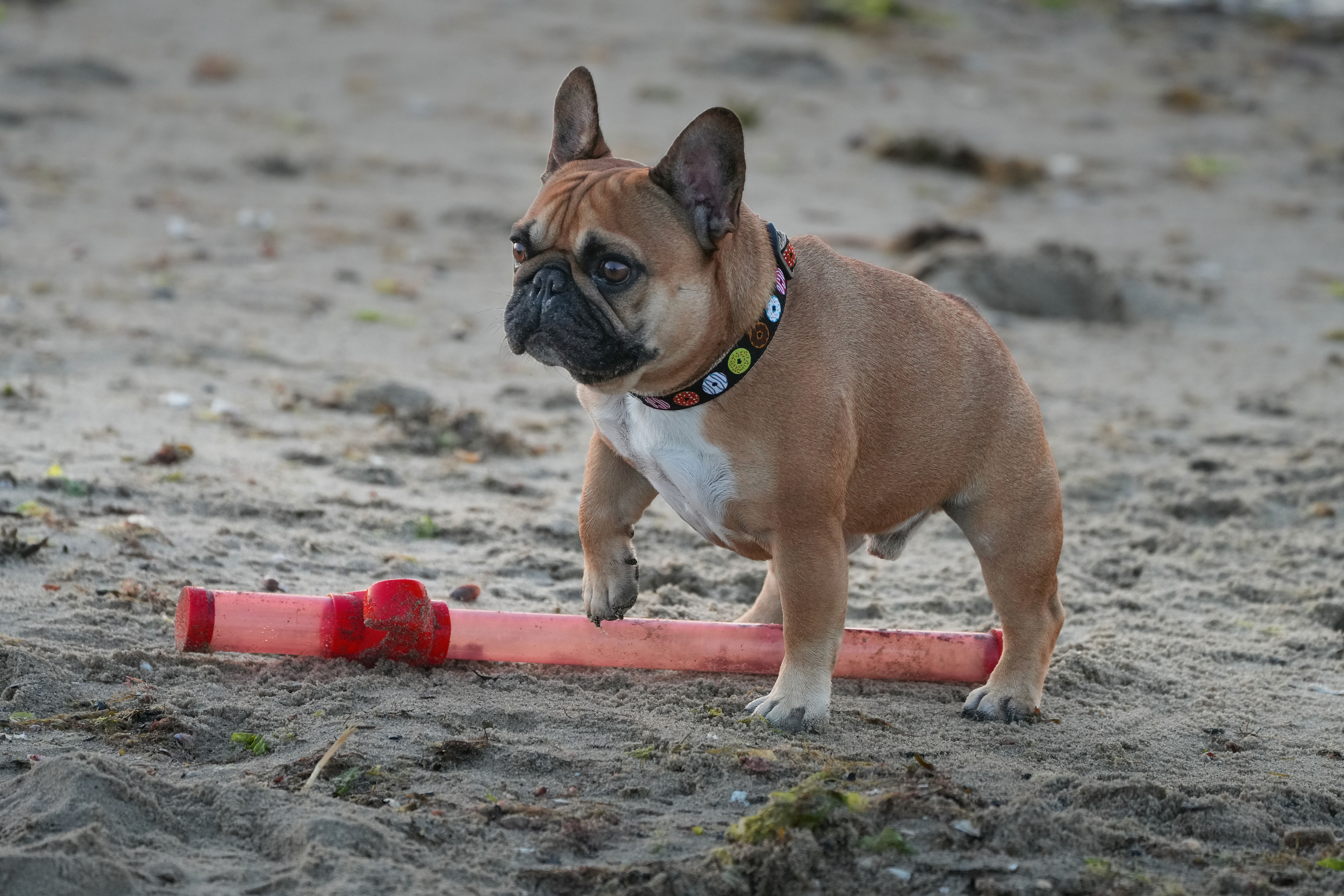 Crushing the Trachea in Toy Breeds