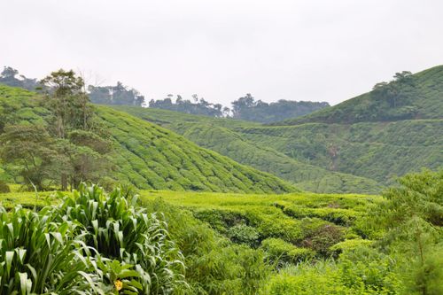 Free stock photo of agriculture, cameron highlands, crops Stock Photo