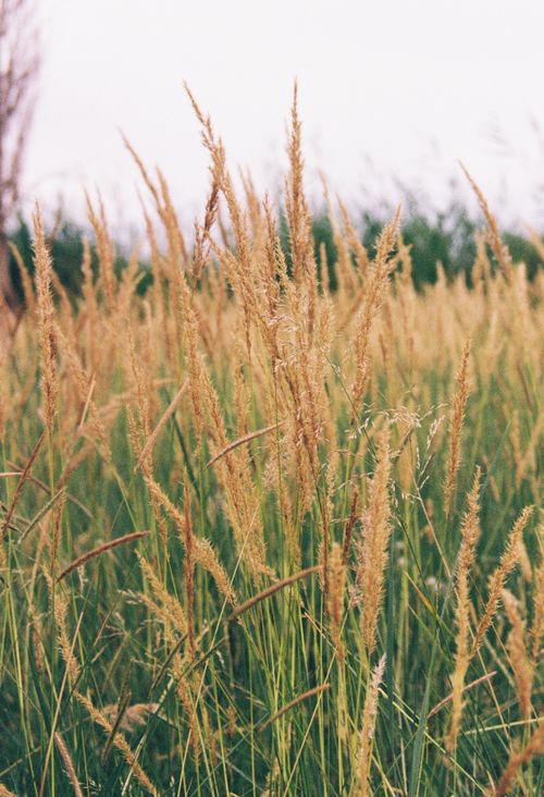 Free A serene view of golden wheat fields swaying gently under soft natural light outdoors. Stock Photo