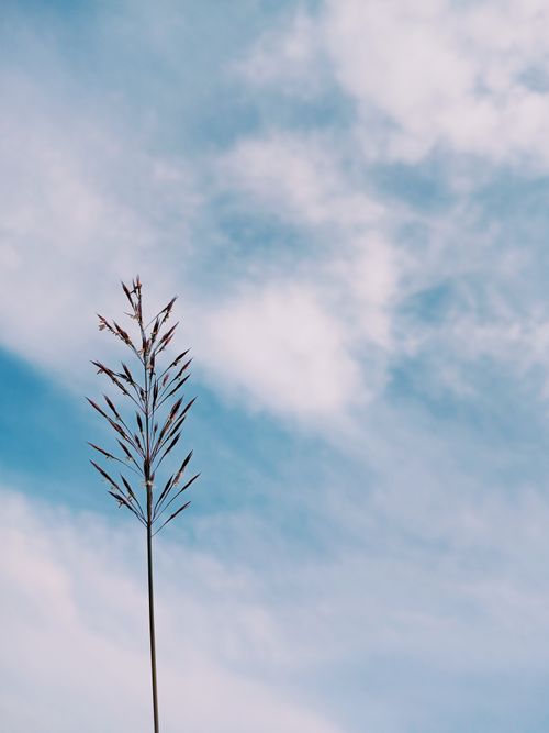 Free A single blade of wild grass against a bright blue sky, showcasing minimalist natural beauty. Stock Photo