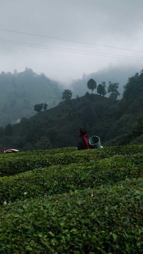 Free A tea plantation worker carries a basket in misty hills, capturing serene agriculture scenery. Stock Photo