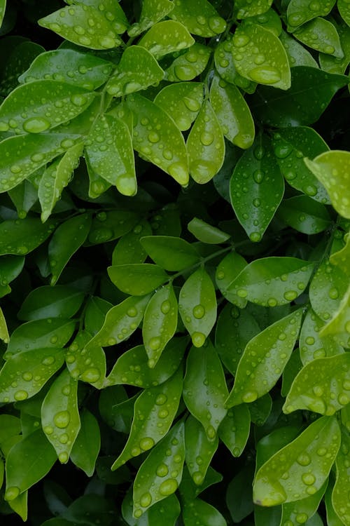 Foto profissional grátis de ecológico, folhas, fundo verde