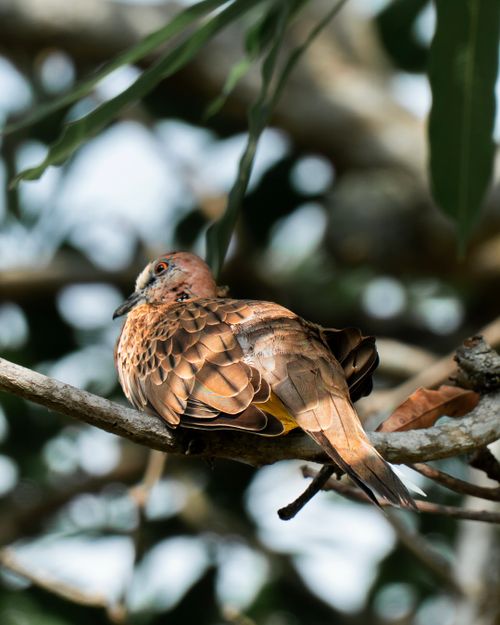 Free Close-up of a Spotted Dove resting on a tree branch in a natural setting. Stock Photo