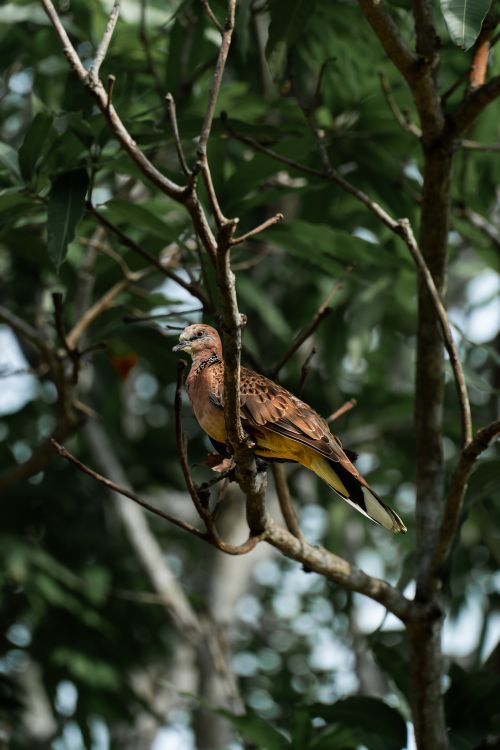 Free A vibrant bird with colorful plumage perched on a tree branch surrounded by lush foliage. Stock Photo