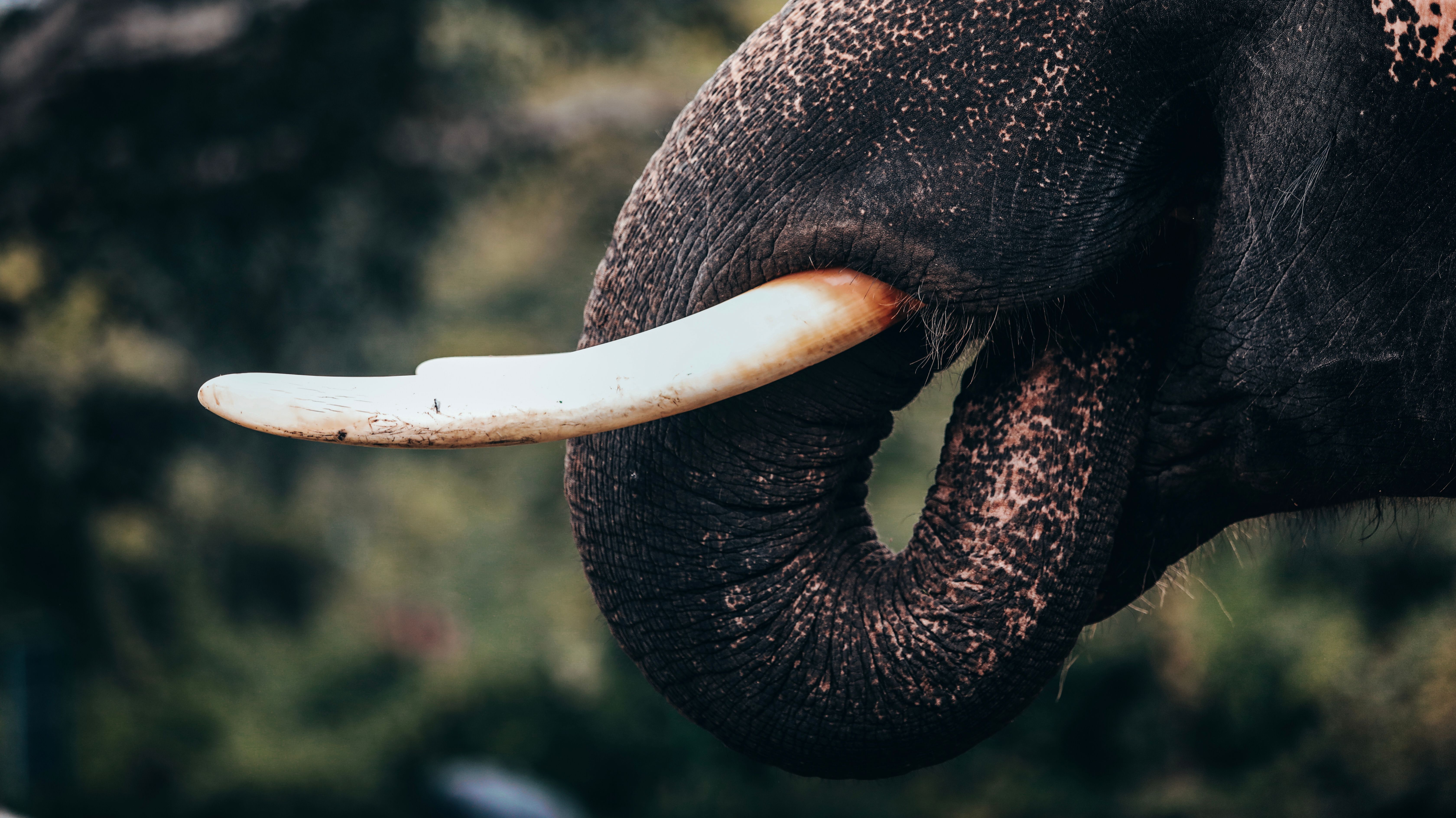 Australia Has Not Yet Implemented Promised 2019 Ban on Domestic Ivory Sales