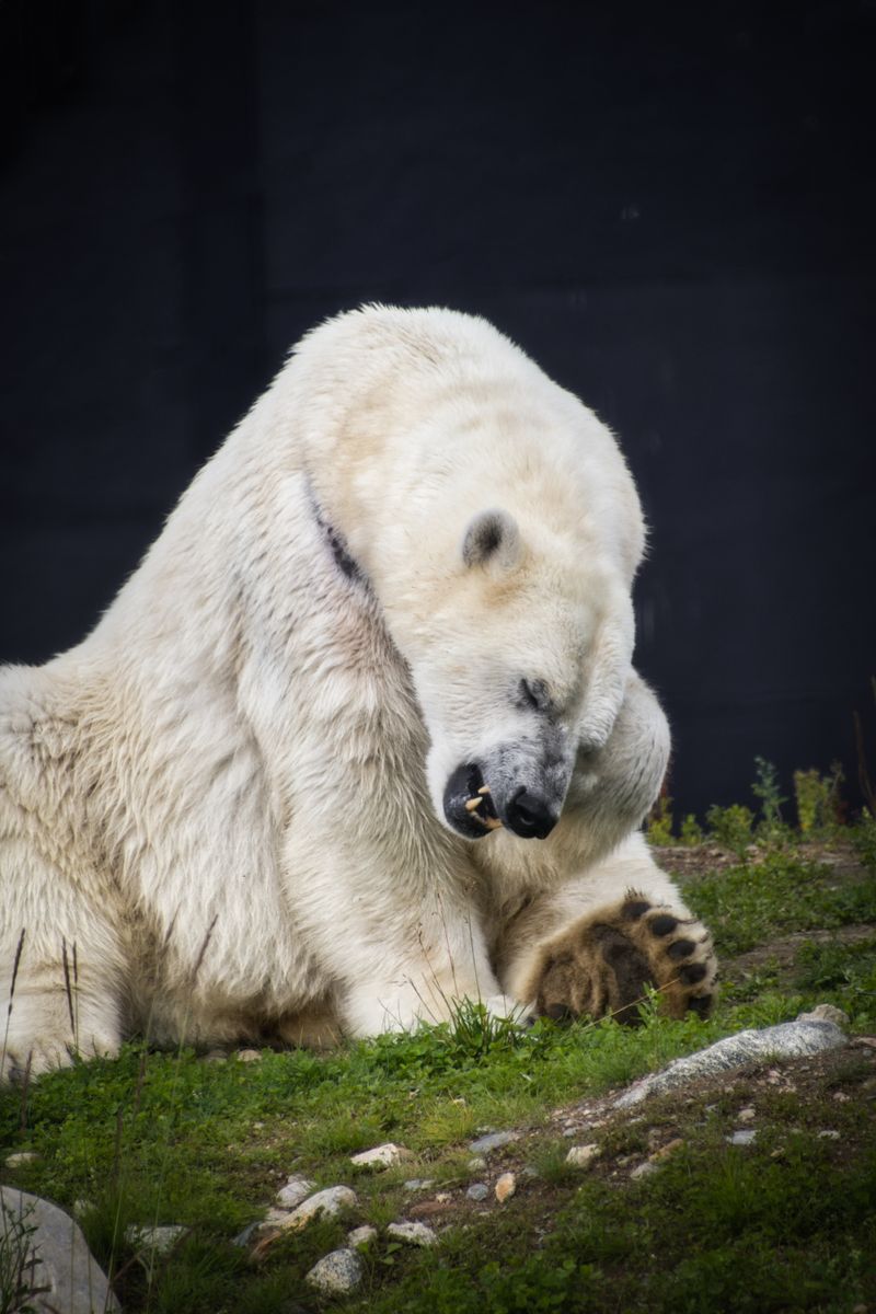 Polar bear relaxing in Ranua Wildlife Park near Rovaniemi