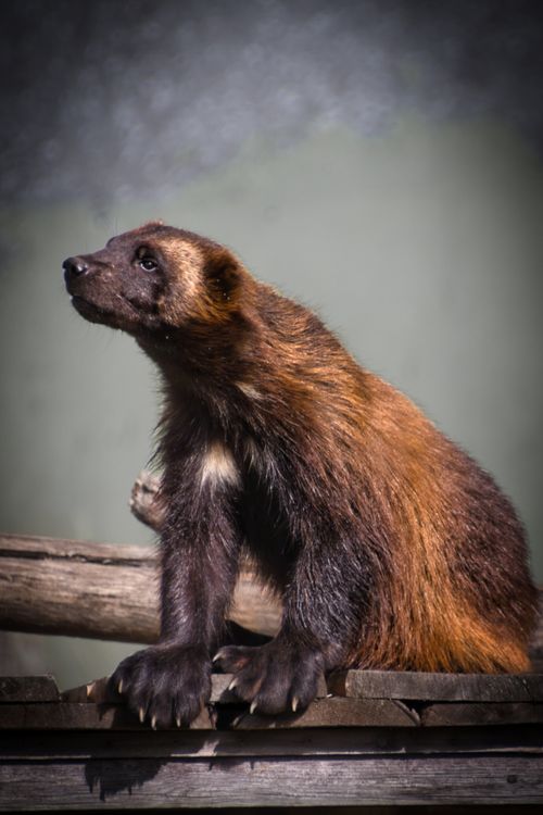 Free Captivating wolverine portrait at Ranua Zoo, Finland. Stock Photo
