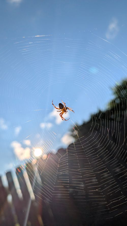 Free A detailed view of a spider spinning its web in sunlight against a clear blue sky. Stock Photo