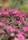 flower timelapse
