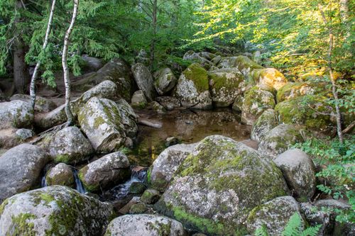 Free Serene forest scene with moss-covered rocks and a tranquil stream. Stock Photo