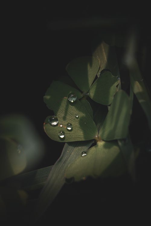 Free Macro shot of clover leaves with water droplets highlighting nature's delicate details. Stock Photo
