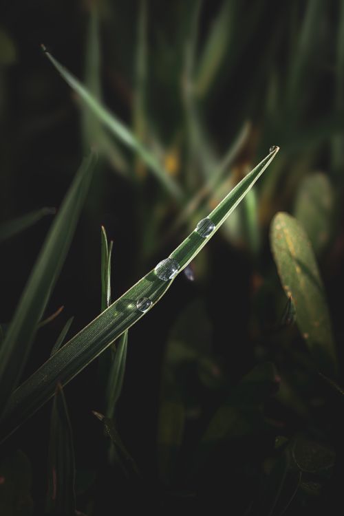 Free Macro shot of a grass blade with dewdrops in a natural setting. Stock Photo