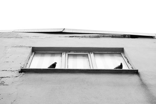 Free Black and white image of pigeons on a window ledge, showcasing urban minimalism. Stock Photo