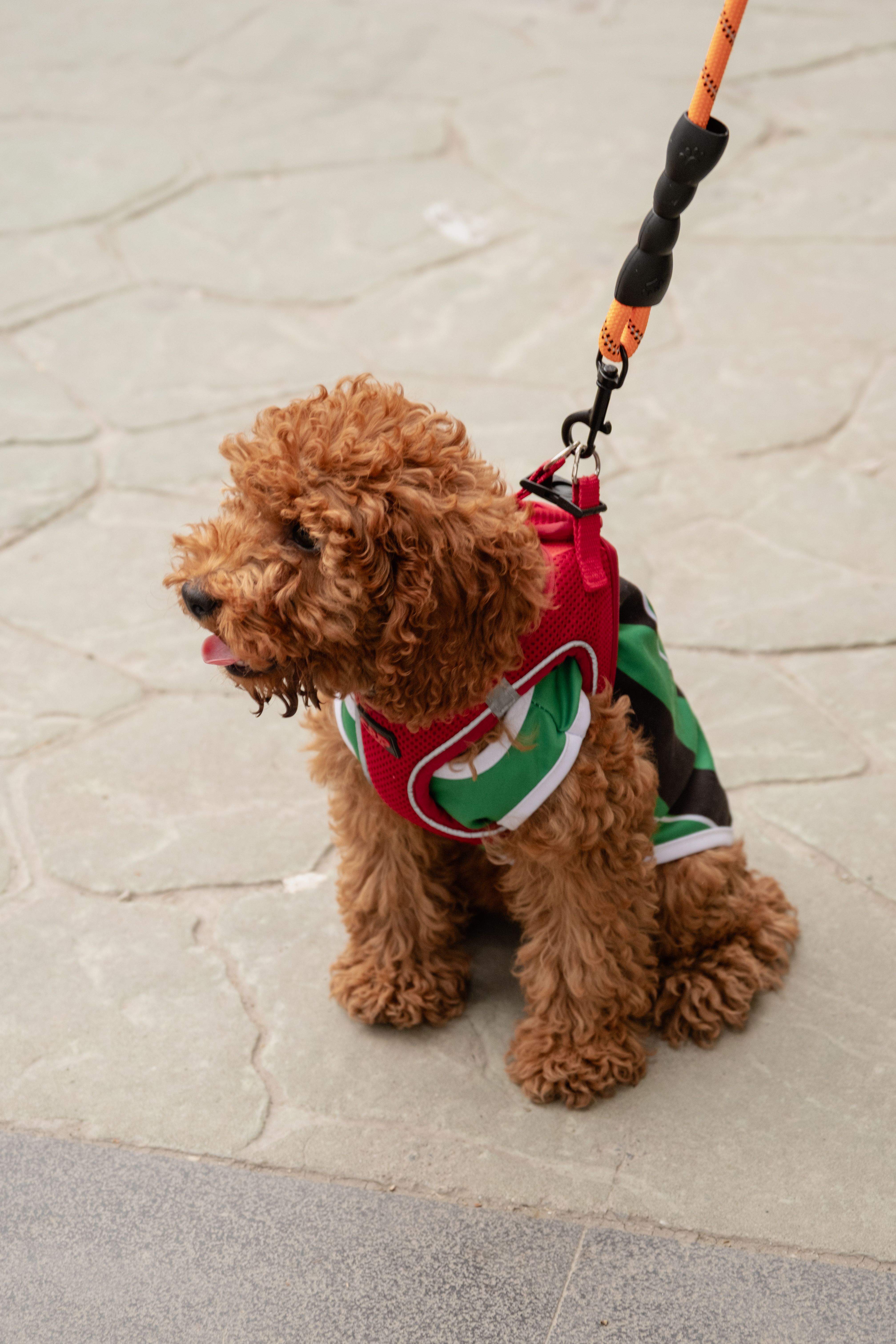 Capa de Chuva para Cães