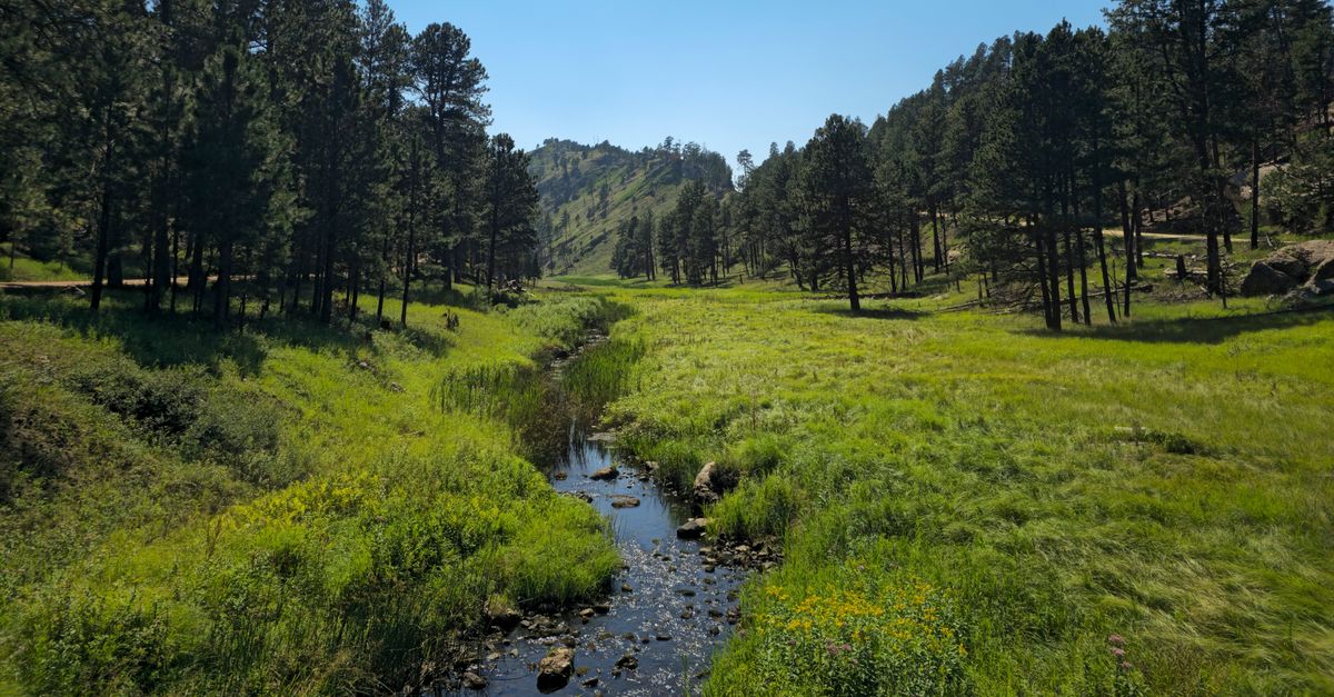 A serene creek flows through a lush forest in South Dakota, under a clear blue sky.