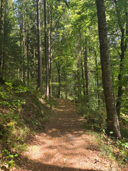 Free A peaceful trail leads through a vibrant, sunlit forest, perfect for a nature walk. Stock Photo