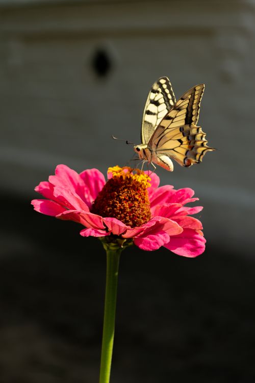 Free Close-up of a swallowtail butterfly perched on a vibrant pink zinnia flower in natural light. Stock Photo