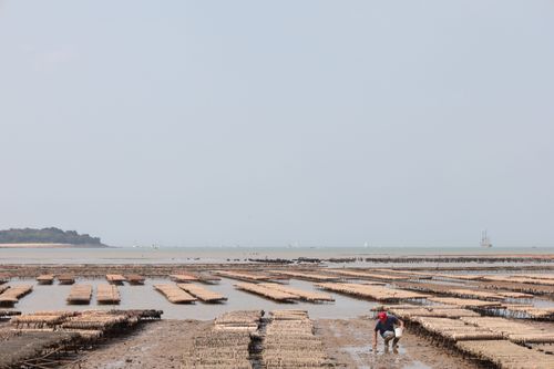 Free A lone farmer tends to oyster beds along Fouras coast, France. Stock Photo