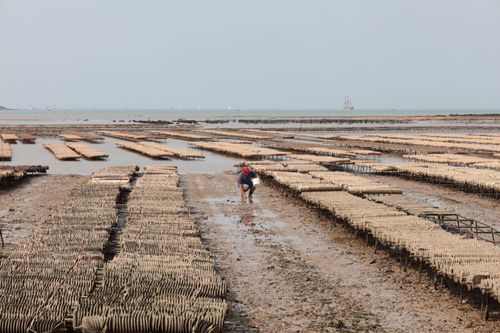Free A farmer tending oyster beds during low tide on Fouras coastline in France. Stock Photo