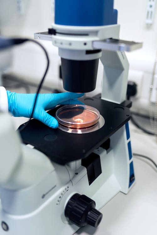 Scientist Putting Petri Dish Under Microscope