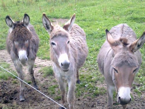 Free stock photo of animals, donkeys