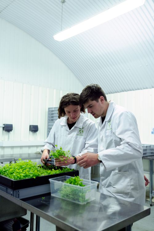 Free Two scientists working with plants in a controlled indoor farming laboratory setting. Stock Photo