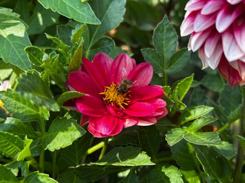 Free A bee collecting nectar from a vibrant red dahlia surrounded by lush green leaves in a garden setting. Stock Photo