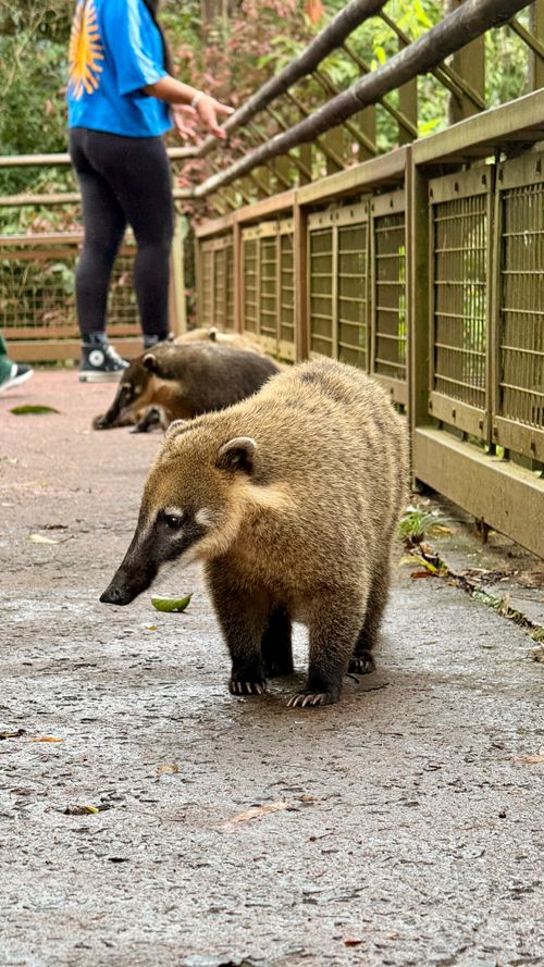 Free Playful South American coatis exploring a pathway in Misiones, Argentina. Perfect wildlife photo for nature lovers. Stock Photo
