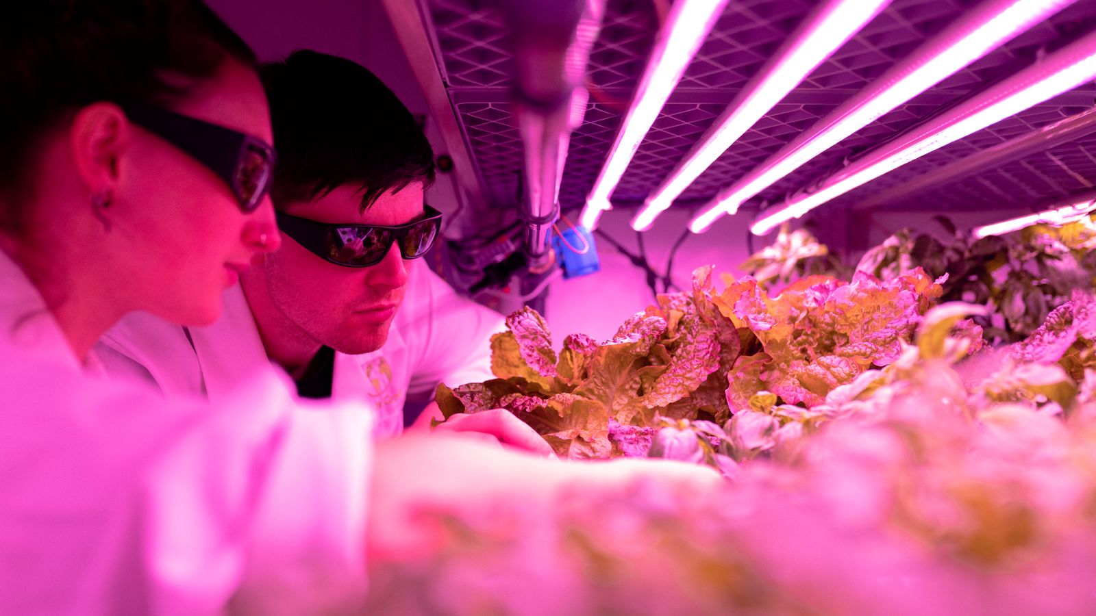 Scientists monitor plant growth under pink LED lights in an indoor farm lab.