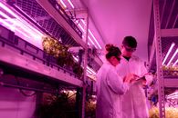 科学家穿着实验服，在紫外线下监测室内农业