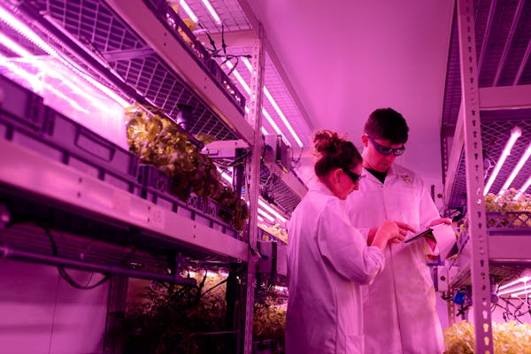 Scientists monitoring indoor vertical farm under LED lighting