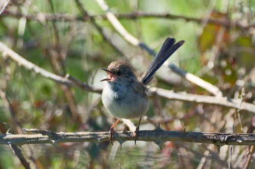 Free A male Superb Fairywren perched on a branch, singing in natural habitat. Stock Photo