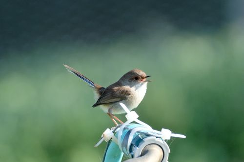 Free A fairy-wren bird perched on a metal pipe against a natural green background. Stock Photo