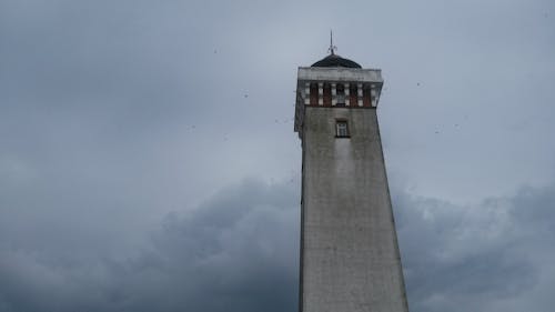 燈塔, 鳥類 的 免费素材图片