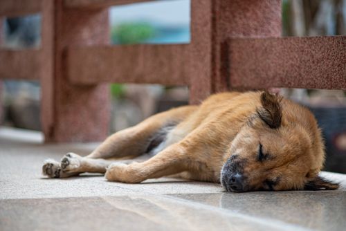 Free A stray dog peacefully sleeps on a sidewalk in Vietnam, capturing tranquility. Stock Photo