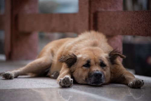 Free A serene image of a dog lying down on a street in Vietnam, embodying relaxation. Stock Photo