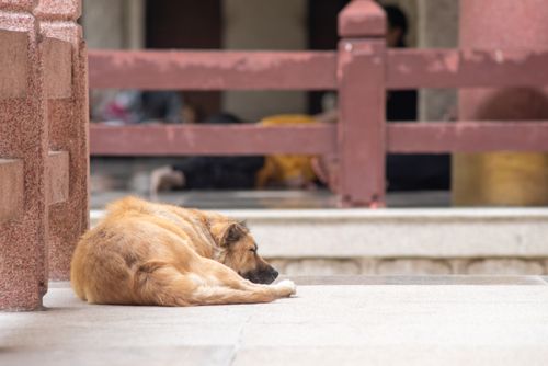 Free A stray dog peacefully sleeping in a temple courtyard in Vietnam. Stock Photo