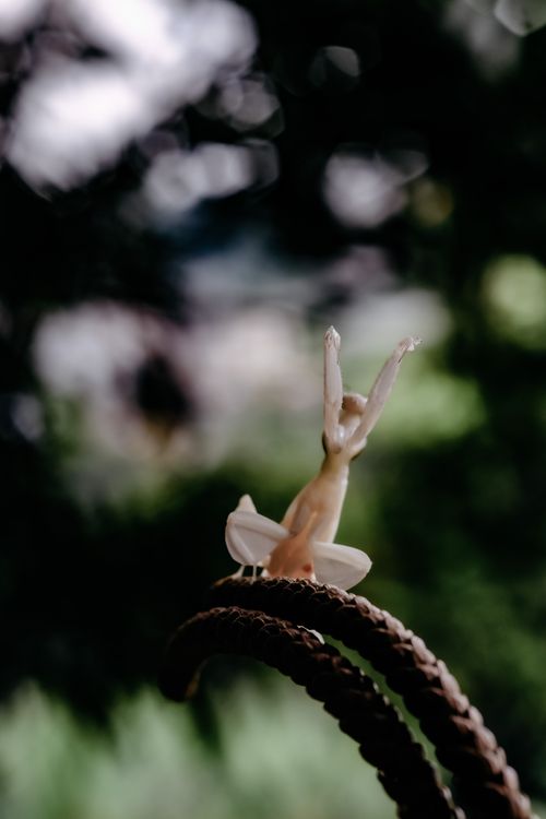Free Close-up of a delicate orchid mantis poised on a branch in a lush forest setting. Stock Photo