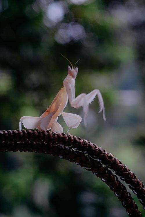 Free Elegant white praying mantis perched on a braided rope with blurred green background. Stock Photo
