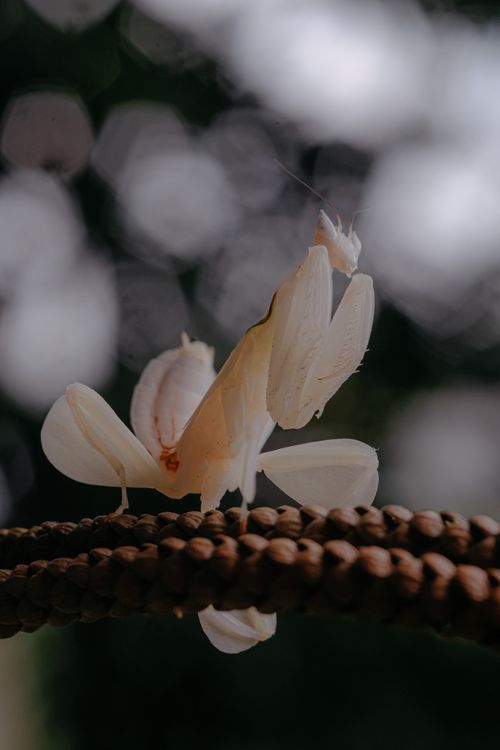 Free Close-up of a white orchid mantis posed gracefully on a textured rope. Stock Photo