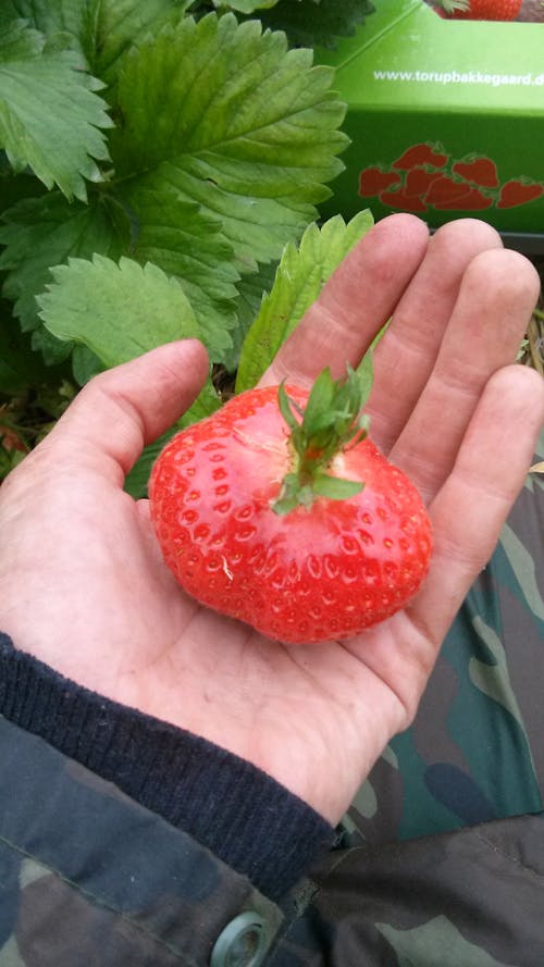 Kostnadsfri bild av jordgubbe, samla, stor