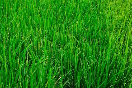 Free Lush green rice plants swaying in the fields of Ninh Binh, Vietnam Stock Photo