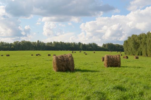 Free Peaceful rural scene of hay bales on a green field beneath a cloudy sky in Sweden. Stock Photo