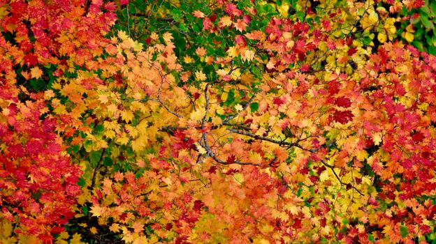 Aerial view of colorful maple leaves showcasing vibrant autumn colors.