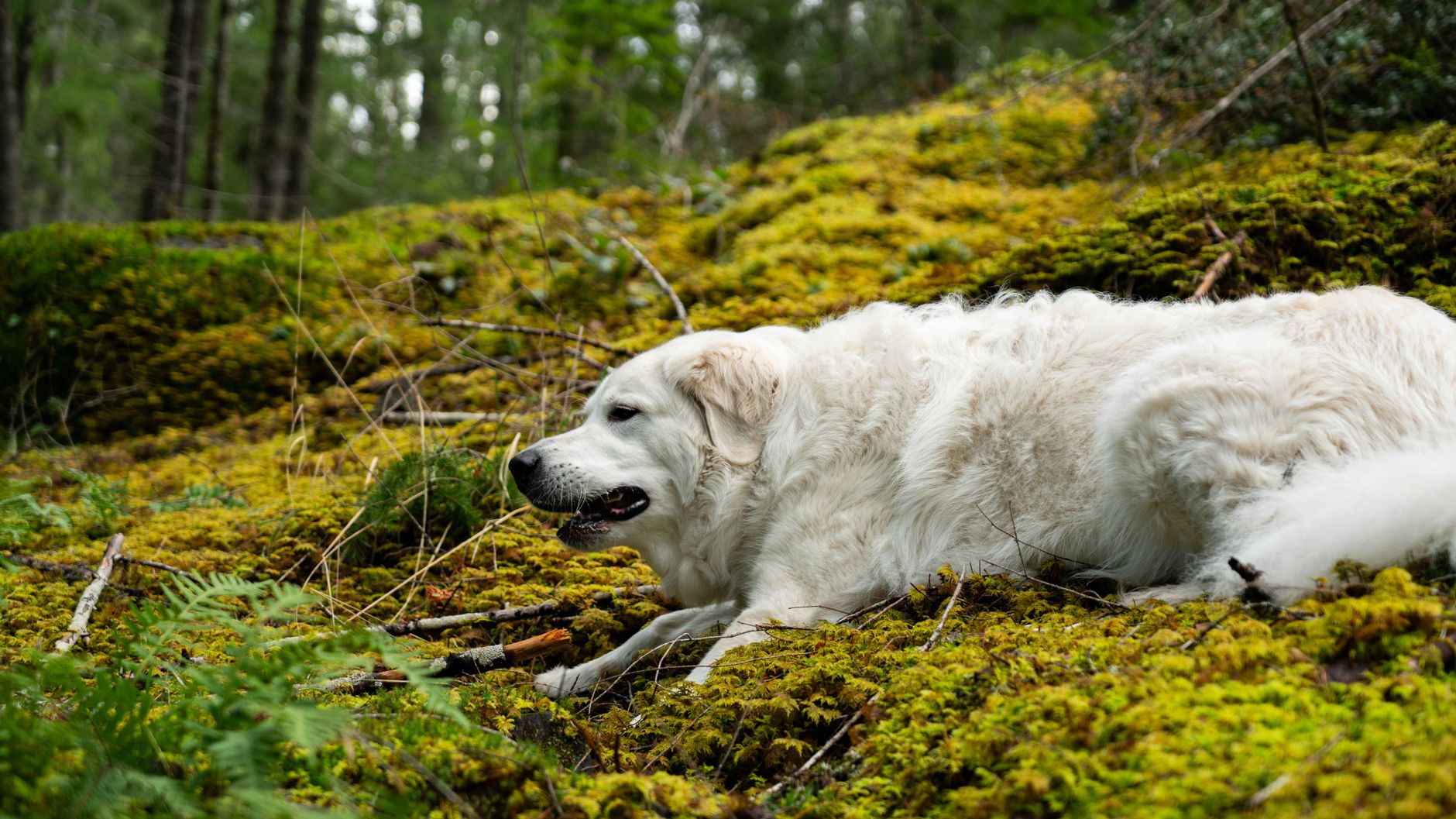 Recall of Dog Food Due to Metal Contamination Across US and Canada
