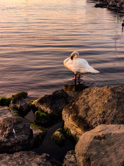 Free A serene swan stands by the rocky shore during sunset in Samsun, Türkiye, reflecting tranquility. Stock Photo